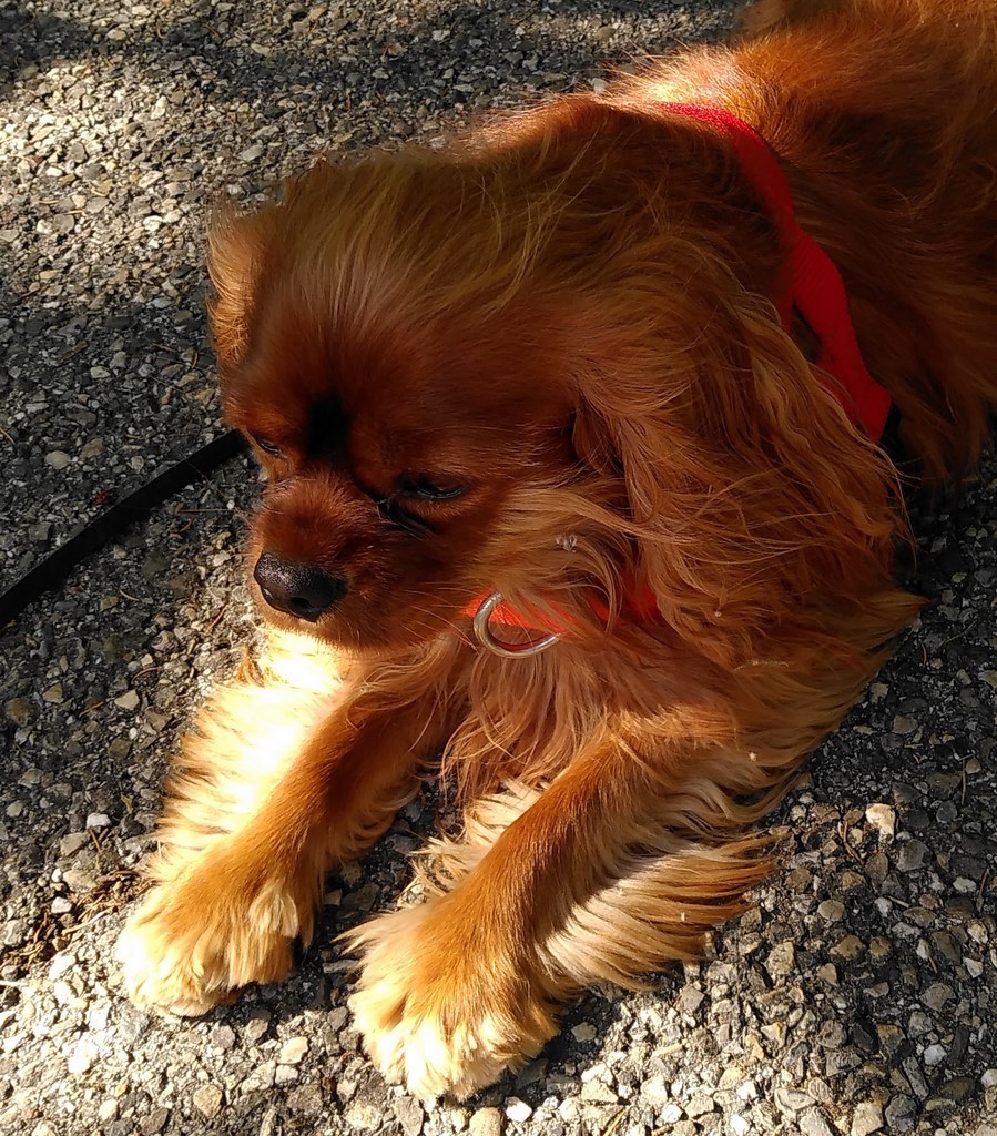 chien visiteur cavaler king charles couché