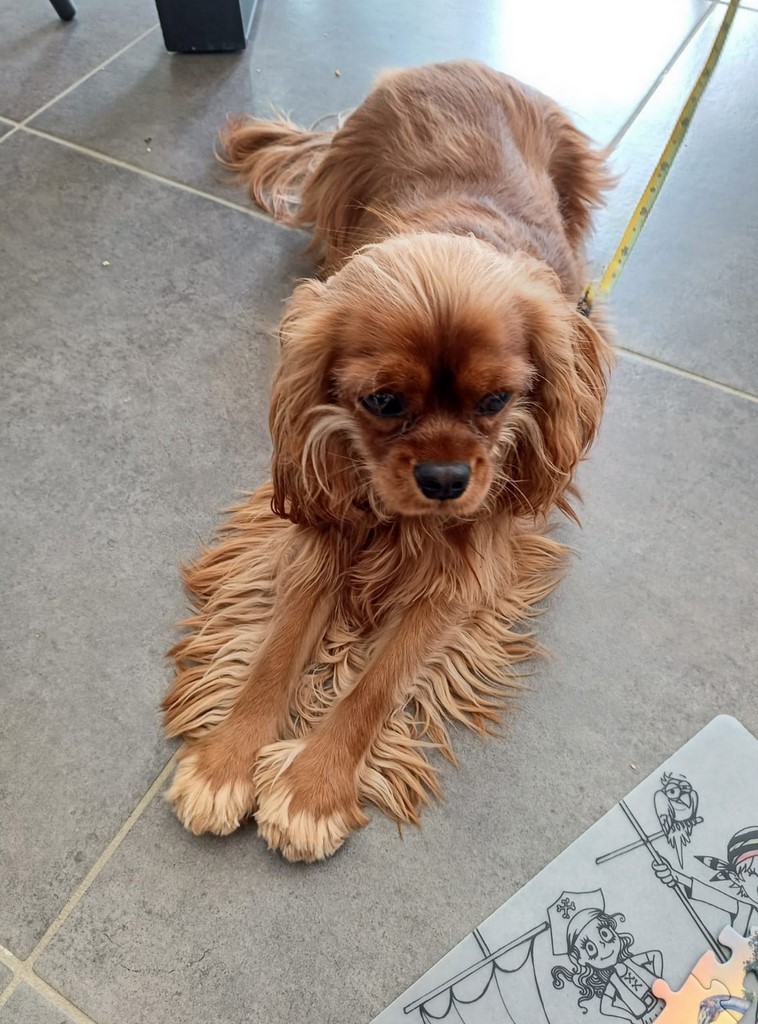 cavaler king charles couché devant un dessin