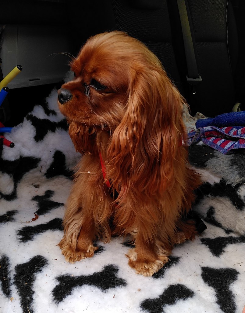 chien visiteur cavaler king charles assis dans le coffre d'une voiture 231115