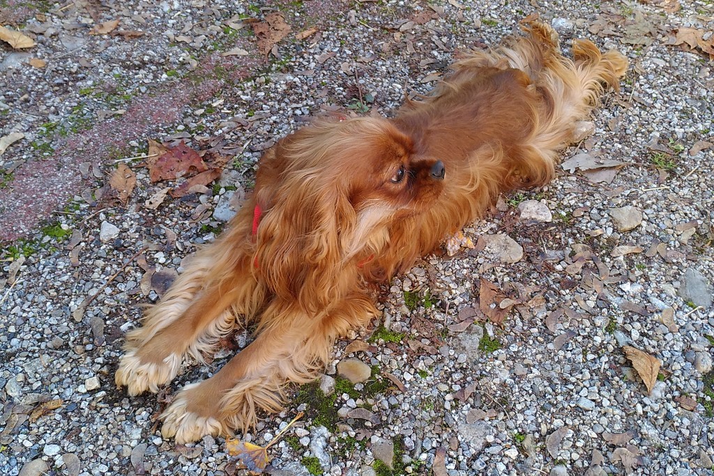 chien visiteur cavaler king charles couché sur le ventre en extérieur