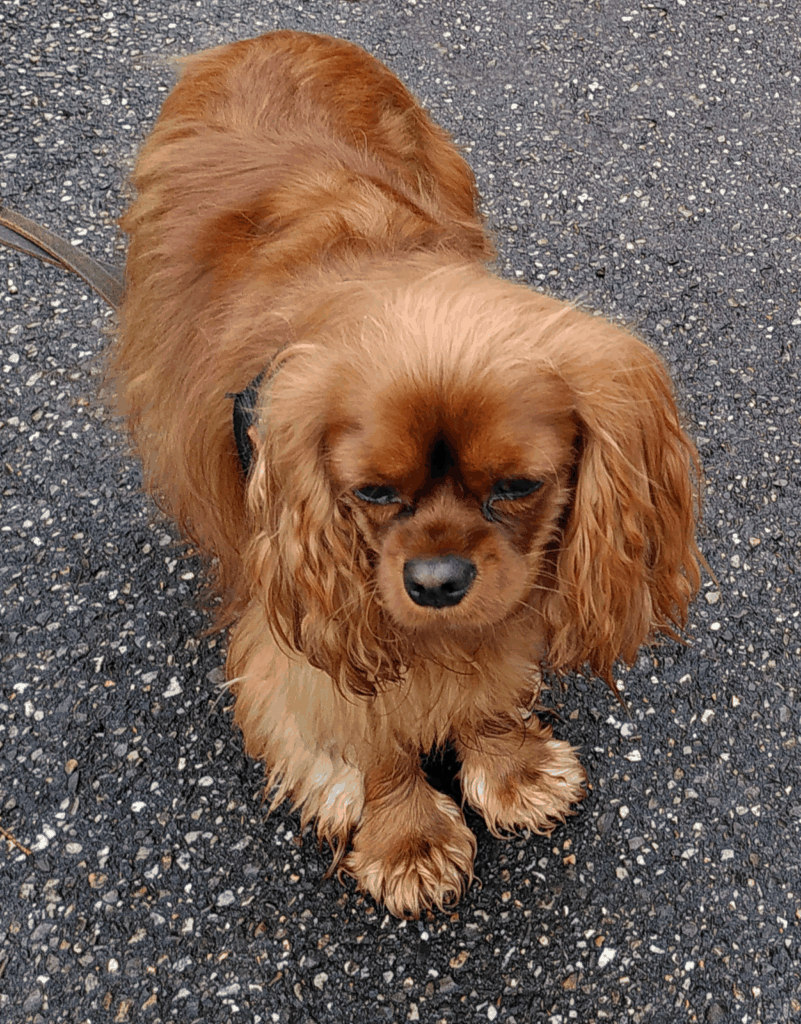 Un cavalier king charles  de couleur rubis (roux unicolore)sur un sol en bitume,en laisse, debout et de face
