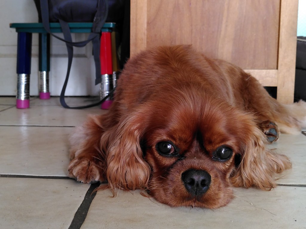 Un cavalier king charles  de couleur rubis (roux unicolore)sur un sol carrelé, couché de face devant un meuble