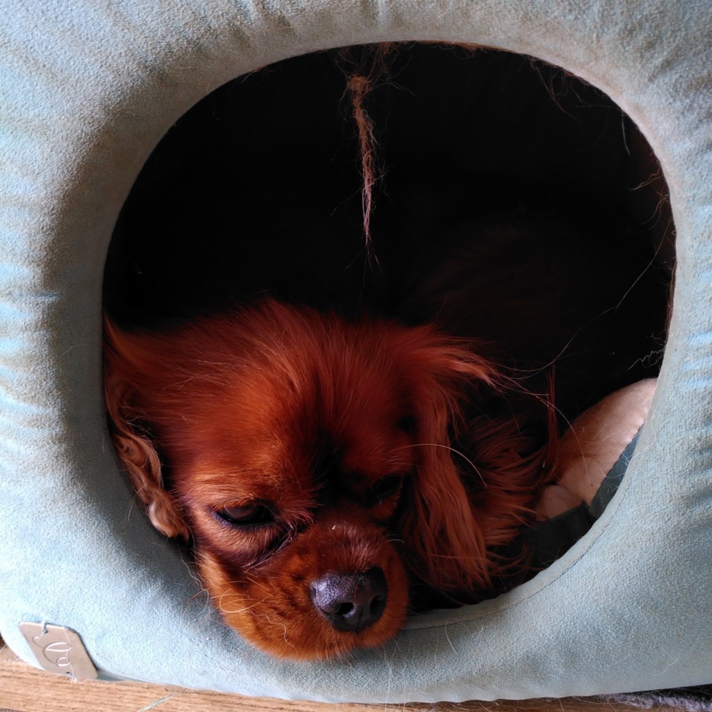 La tête d'un cavalier king charles  de couleur rubis (roux unicolore) dans une niche en mousse de couleur bleu