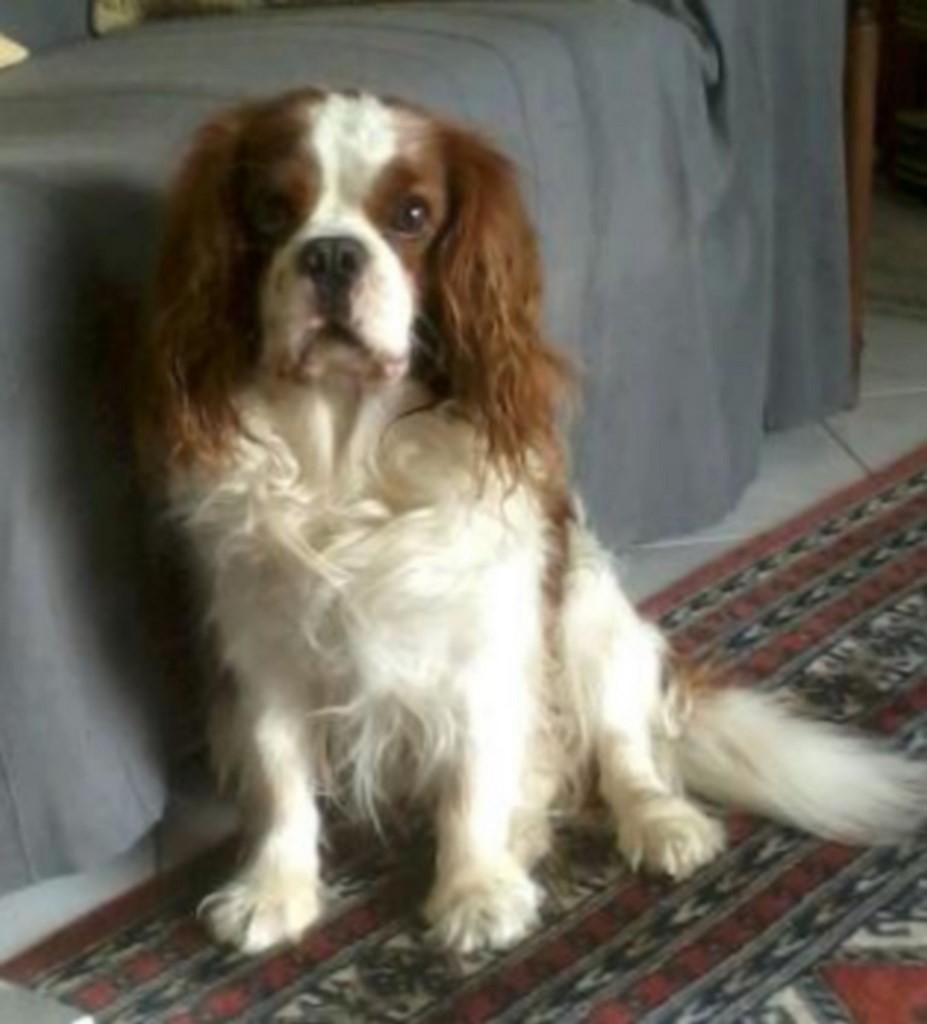 Dickens, Cavalier King Charles,-chien-visiteur 2014