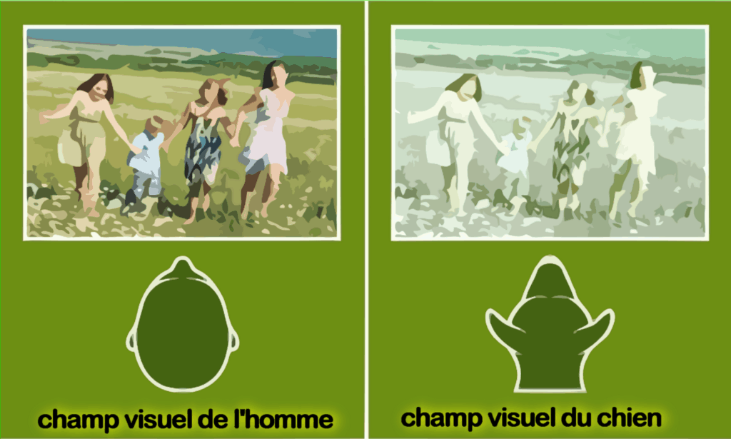 schéma différence du champ visuel de l'homme et du chien Le champ visuel des chiens varie en fonction de la position des yeux et donc de la race. Plus les yeux sont latéraux (espacés), plus le champ visuel est étendu.
