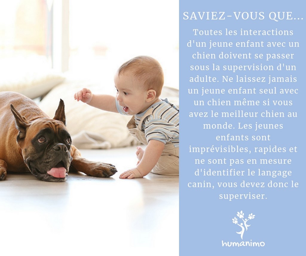t toutes les interactions des jeunes enfants avec un chien doivent passer sous la supervision d’un adulte. Ne laissez jamais seul un enfant avec un chien