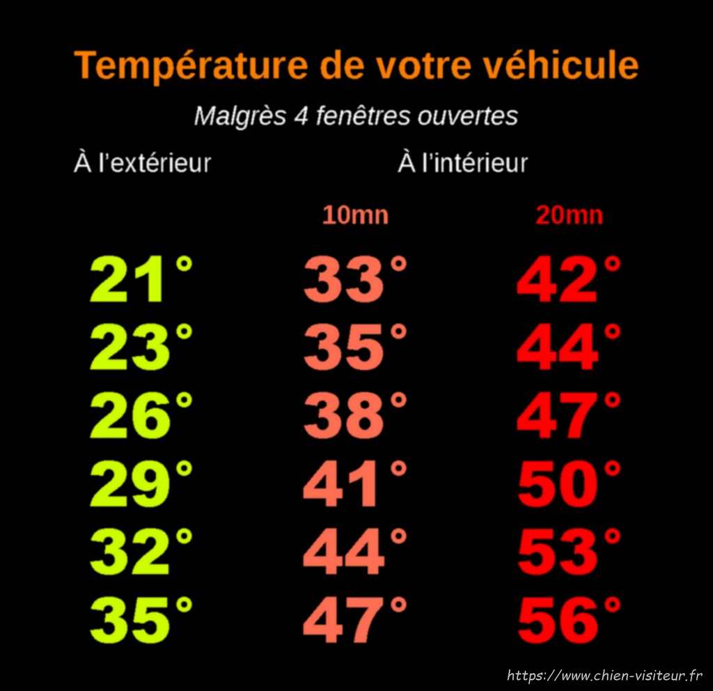 température de votre véhicule et chien