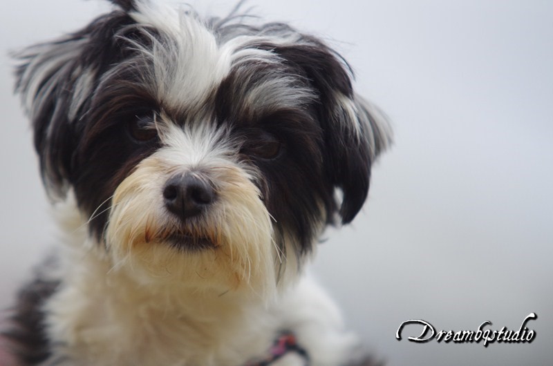 croisé yorkshirebichon 42