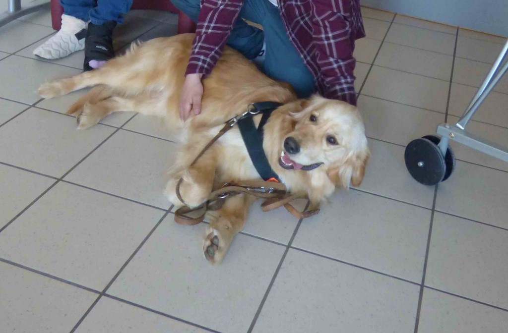 chien visiteur 190321-10