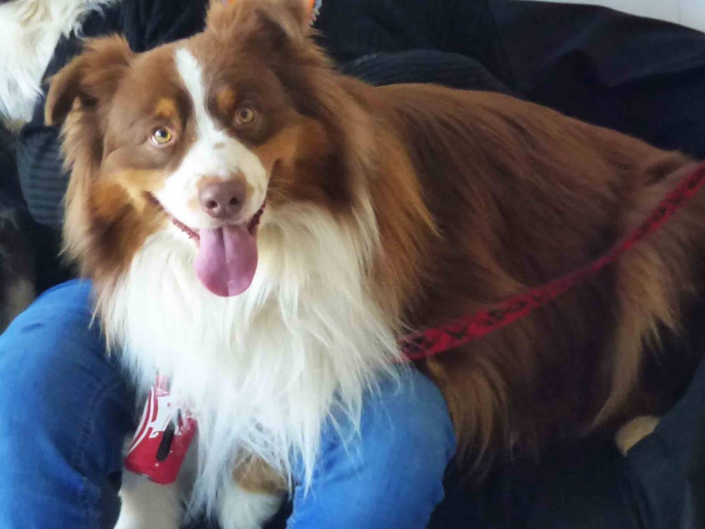 chien visiteur 190321-13