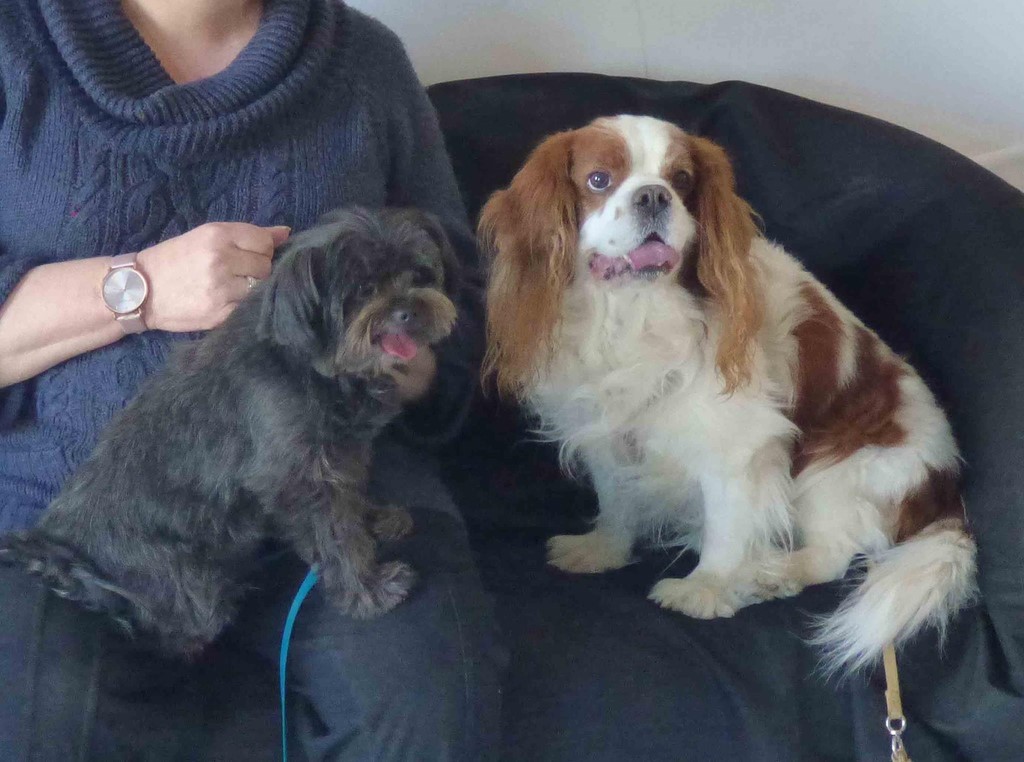 chien visiteur 190321-16