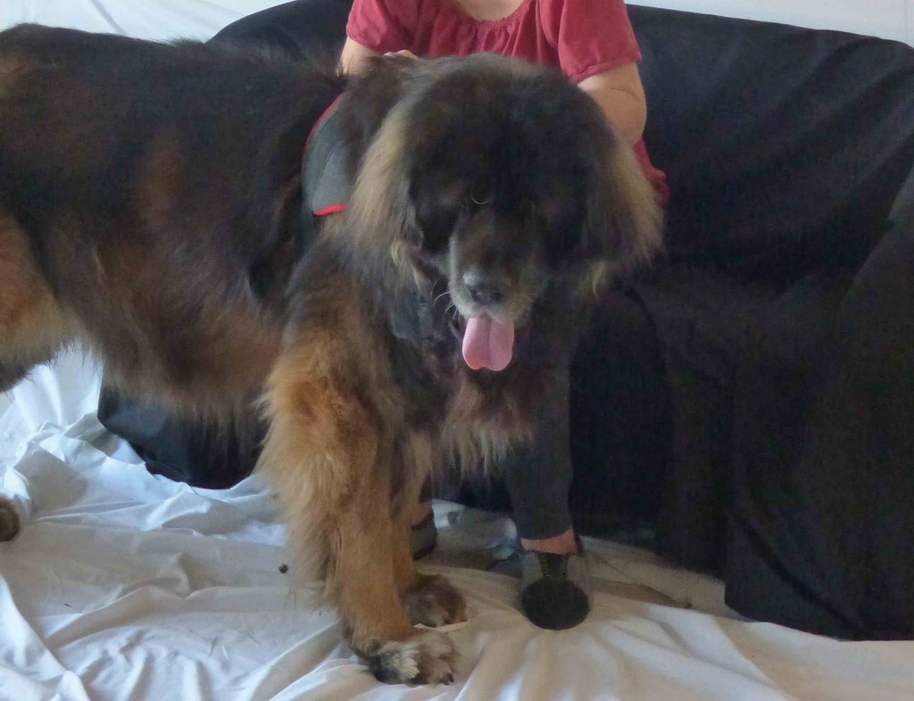 chien visiteur 190321-18