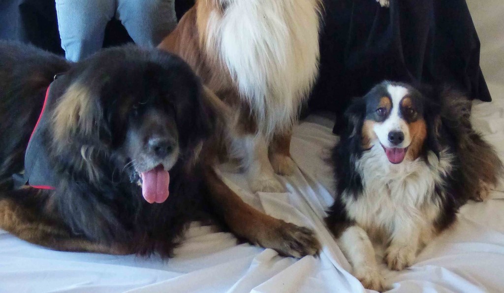 chien visiteur 190321-23