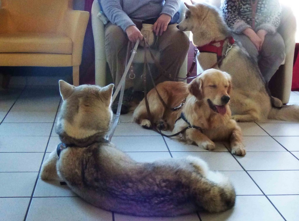 chien visiteur 190321-28