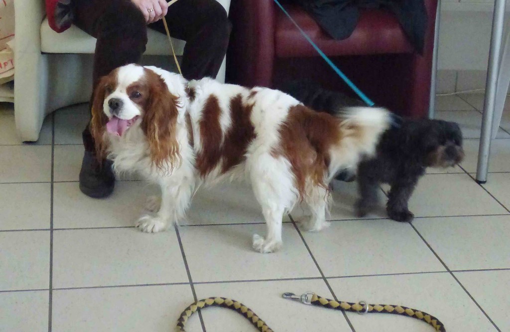 chien visiteur 190321-29