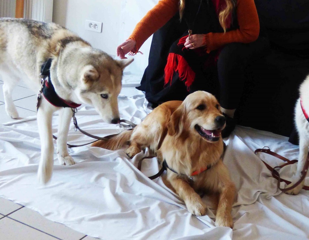 chien visiteur 190321-30