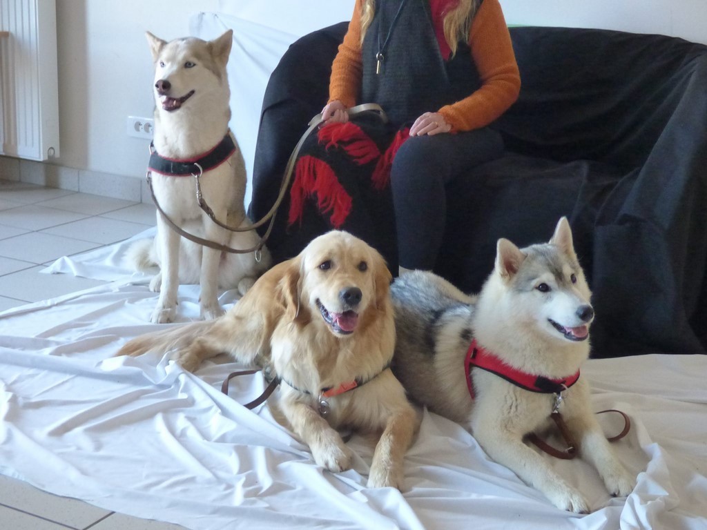 chien visiteur 190321-31