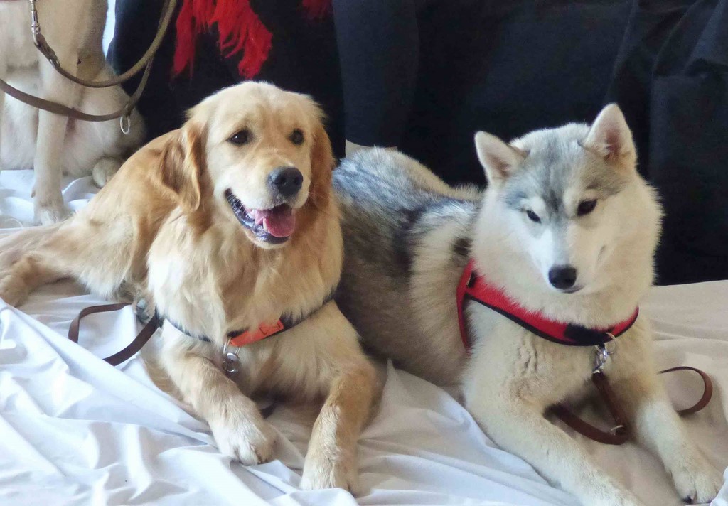 chien visiteur 190321-32