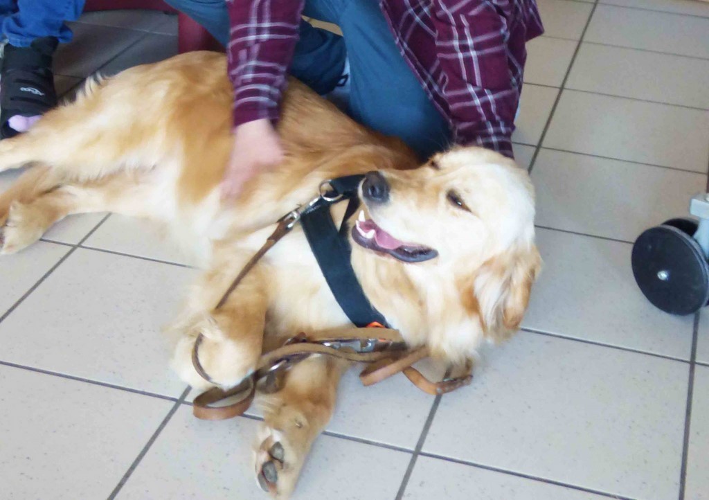 photo pour apprendre à reconnaître les signaux d'apaisement des chiens afin de les employer dans vos interactions avec les chiens – chien qui cligne des yeux