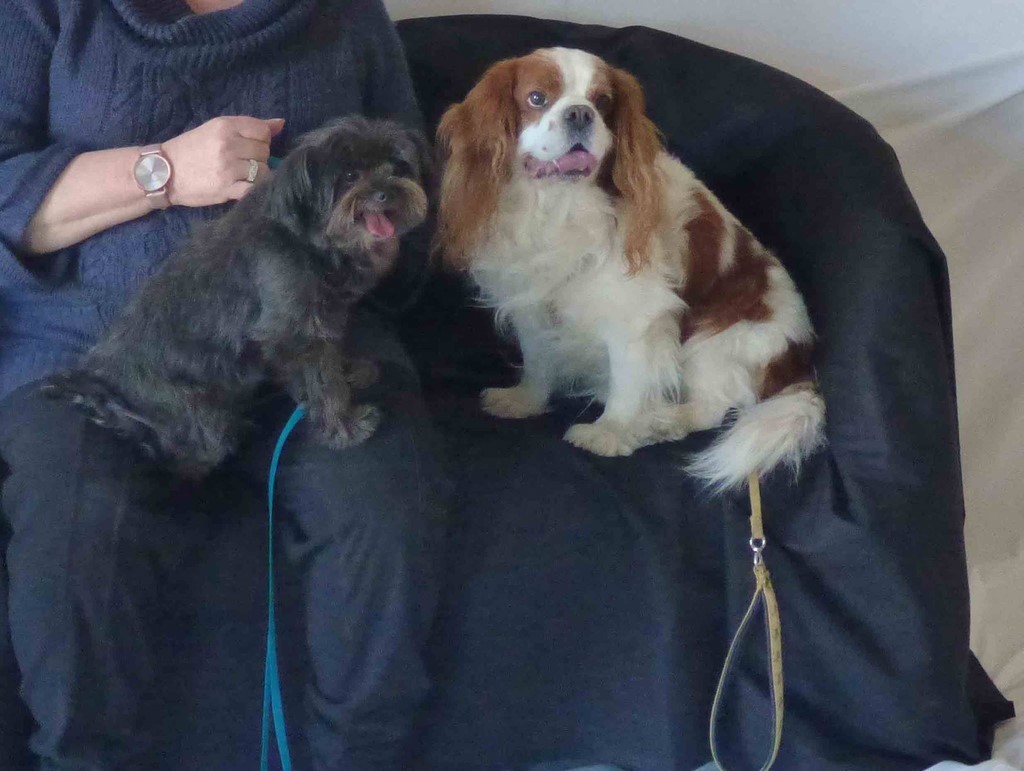 chien visiteur 190321-42