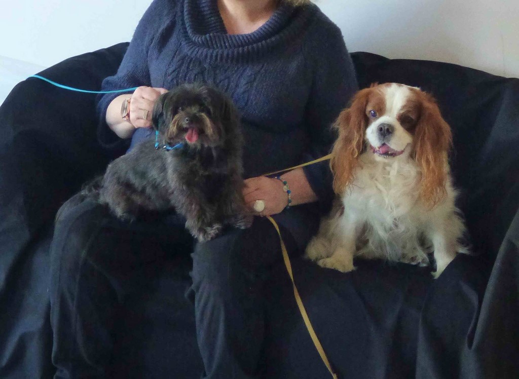 chien visiteur 190321-43