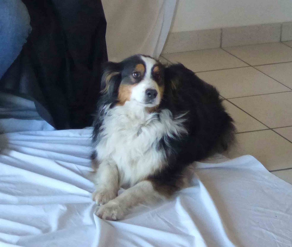 chien visiteur 190321-49