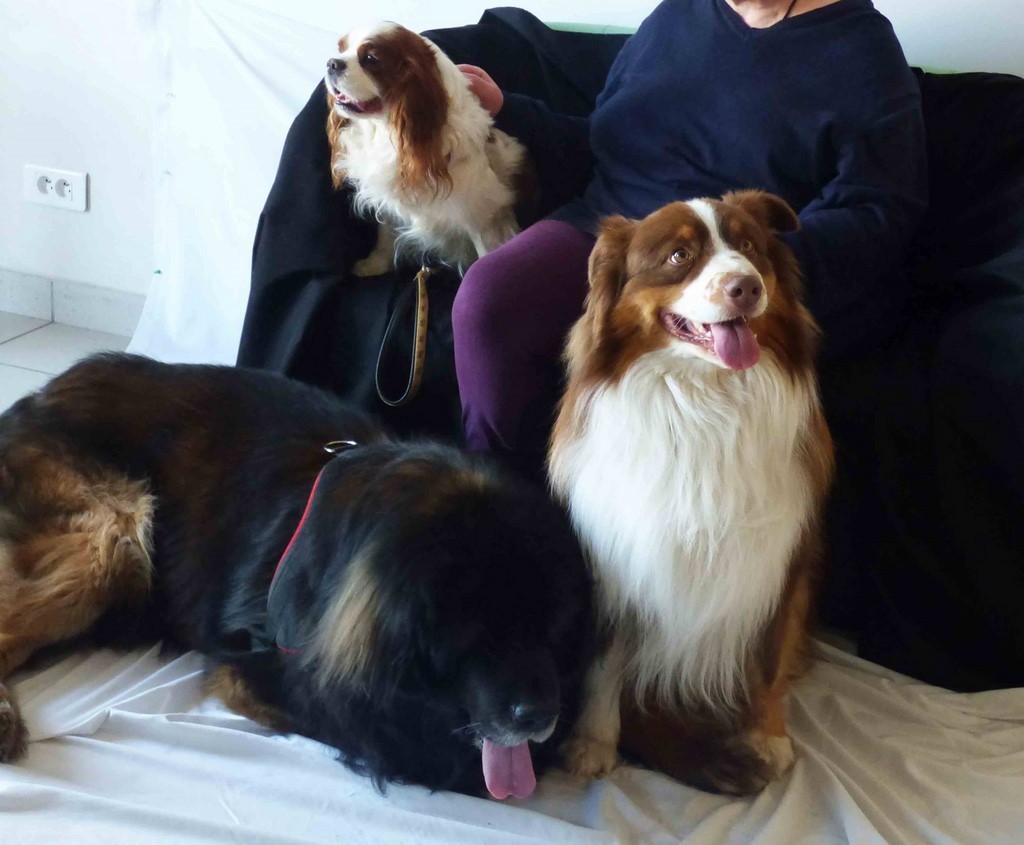 chien visiteur 190321-5