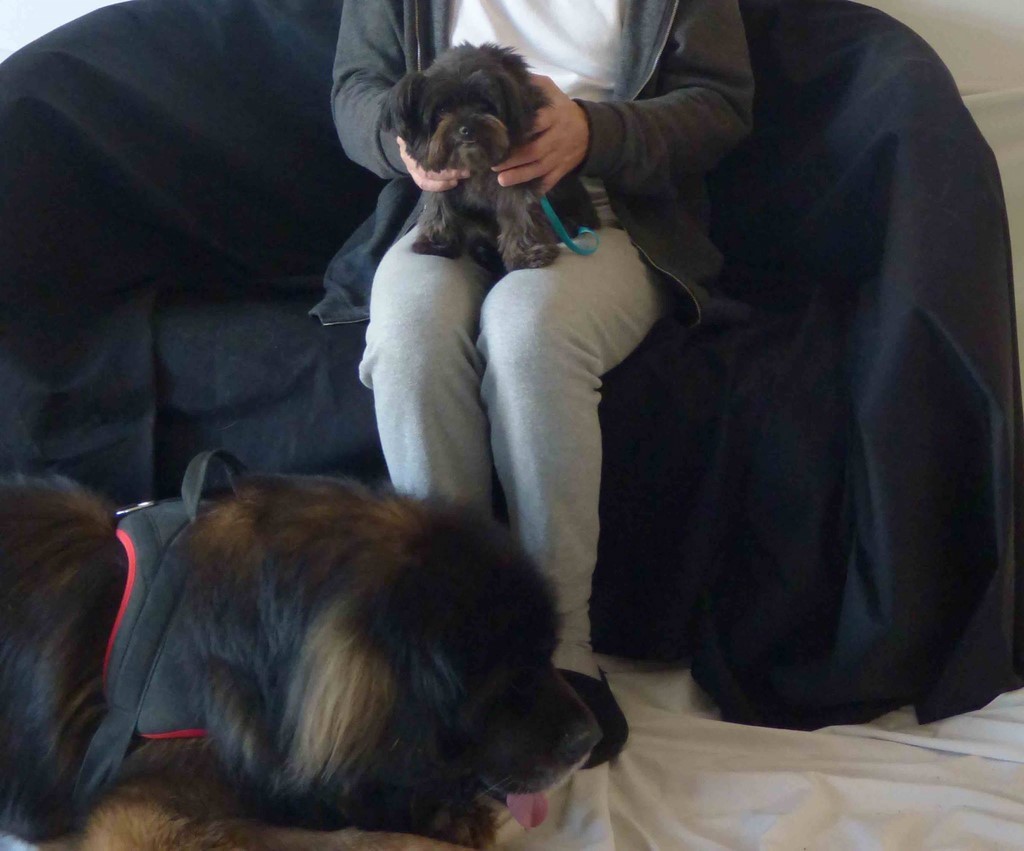 chien visiteur 190321-50