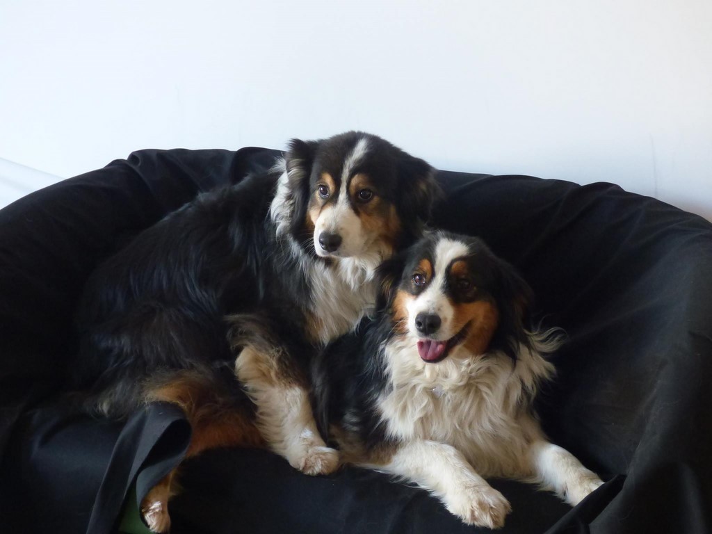 chien visiteur 190321-54