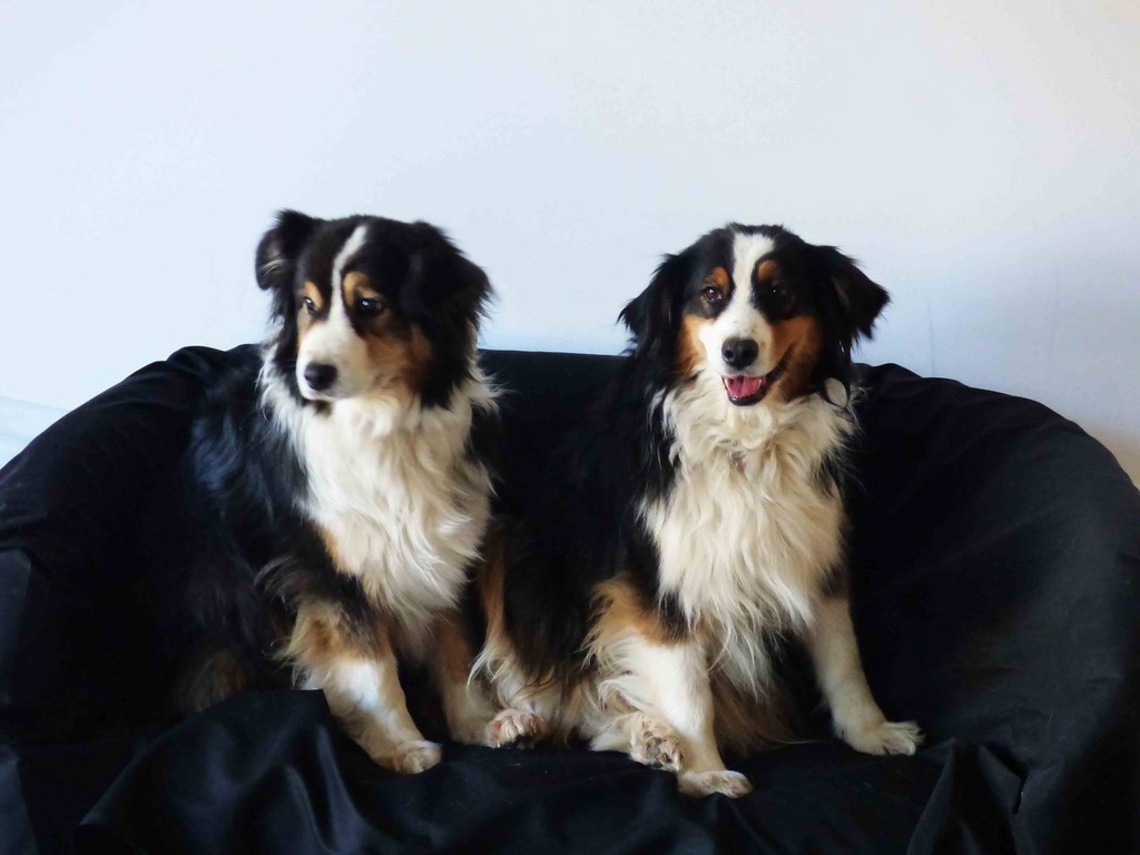 apprendre à reconnaître les signaux d'apaisement photo pour apprendre à reconnaître les signaux d'apaisement des chiens afin de les employer dans vos interactions avec les chiens – détourne le regard