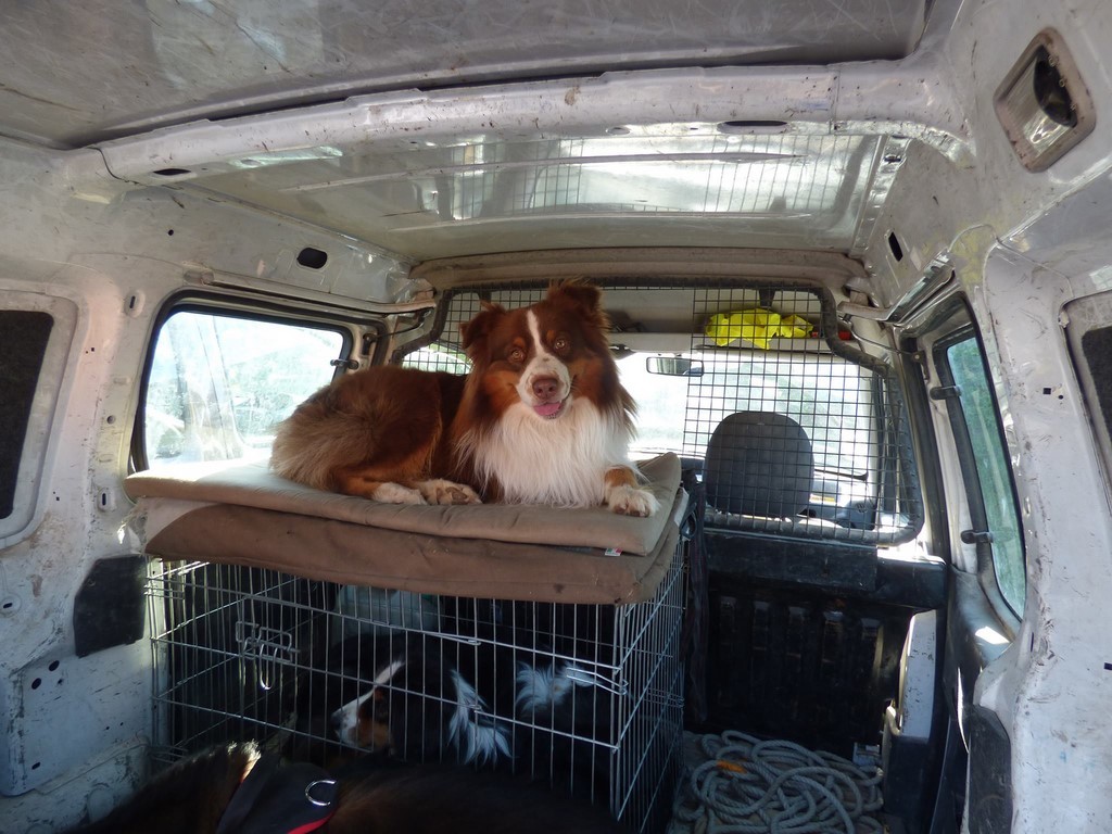 chien visiteur 190321-62