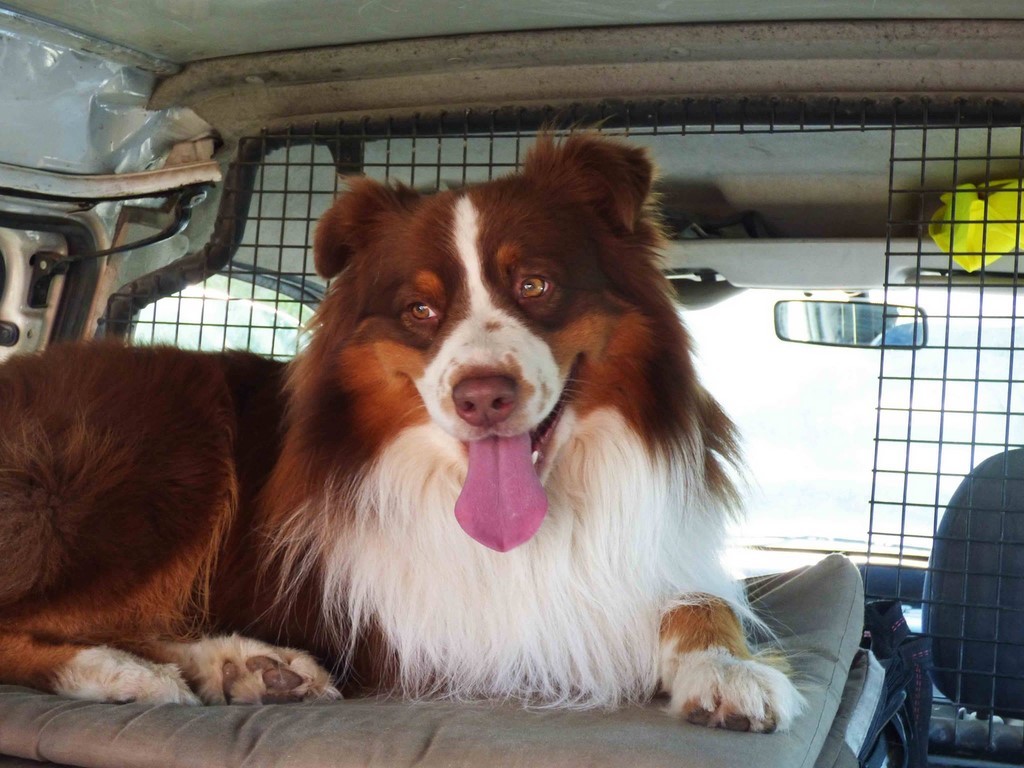 chien visiteur 190321-63