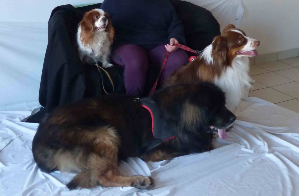 chien visiteur 190321-7