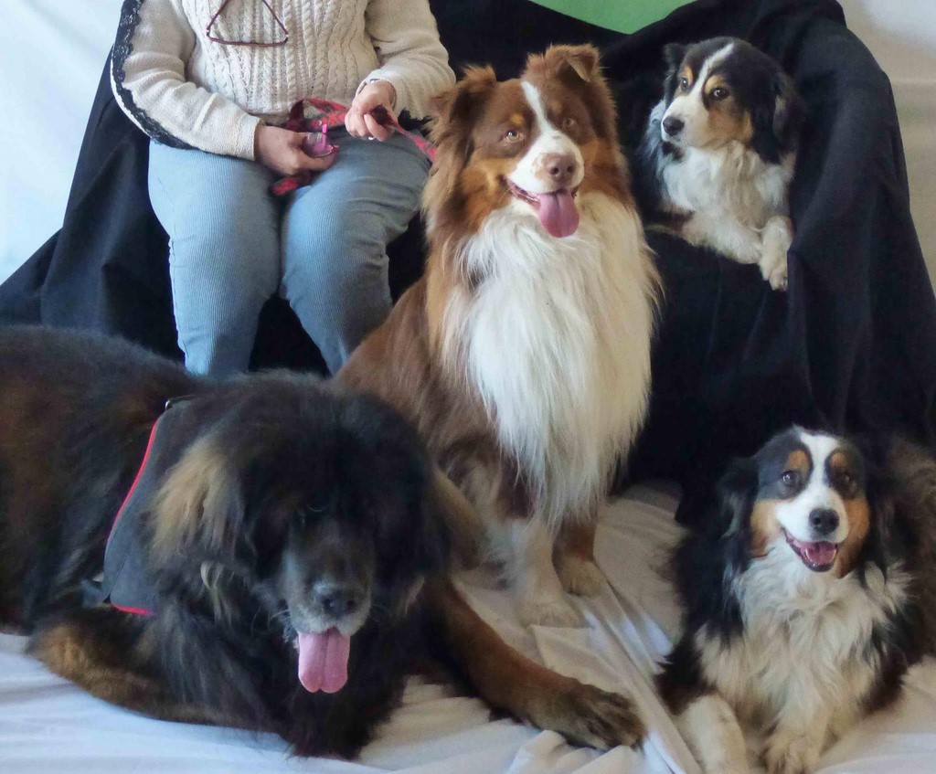 chien visiteur 190321-9