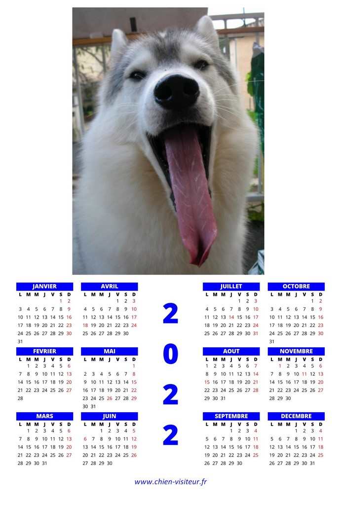 calendrier chien visiteur 2022