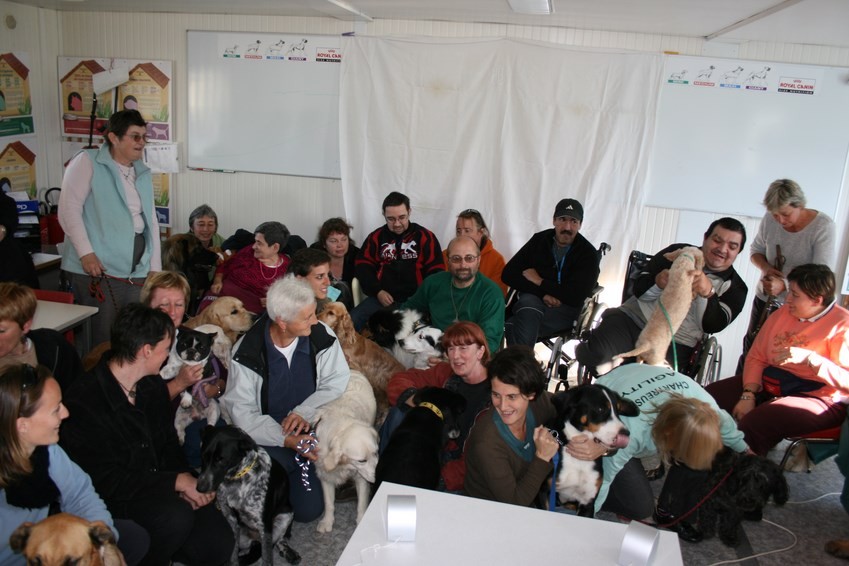 chien visiteur - Stage-groupe