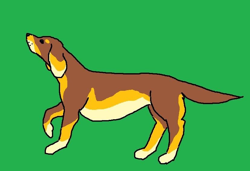 Chien De Chasse Couleur