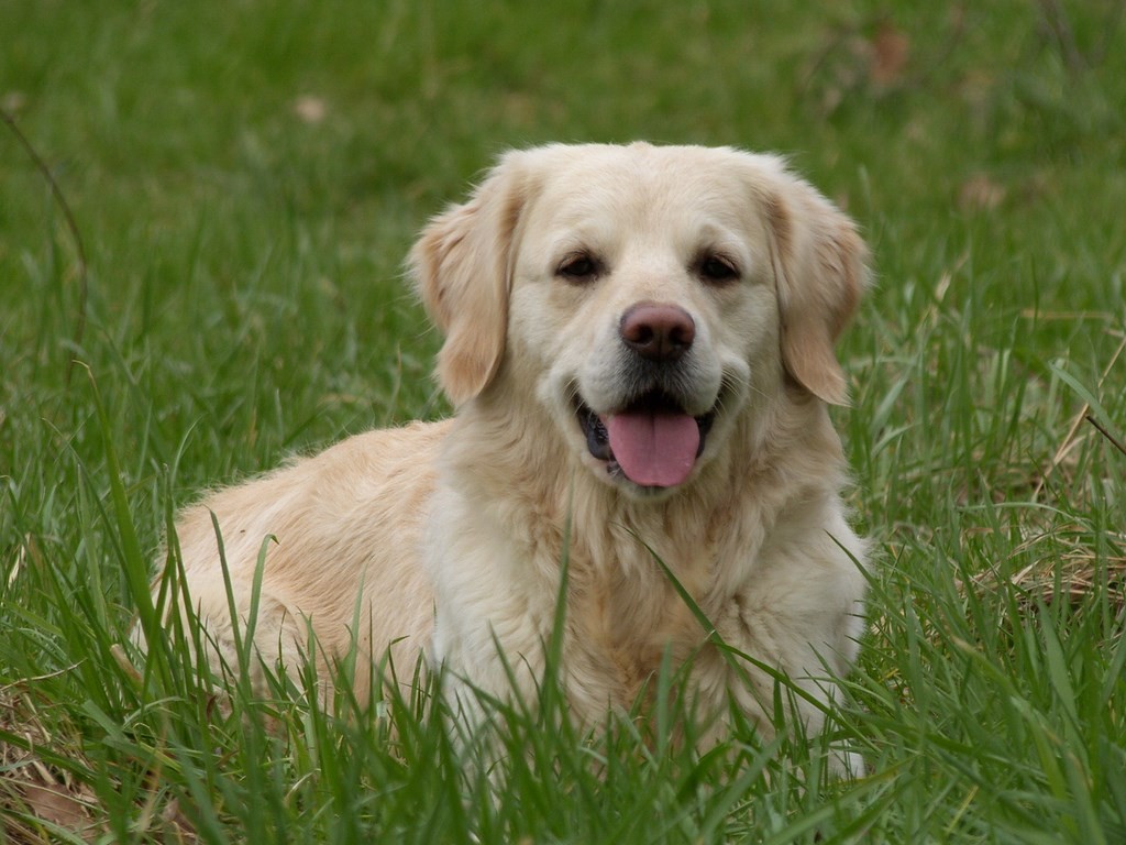chien visiteur au calme