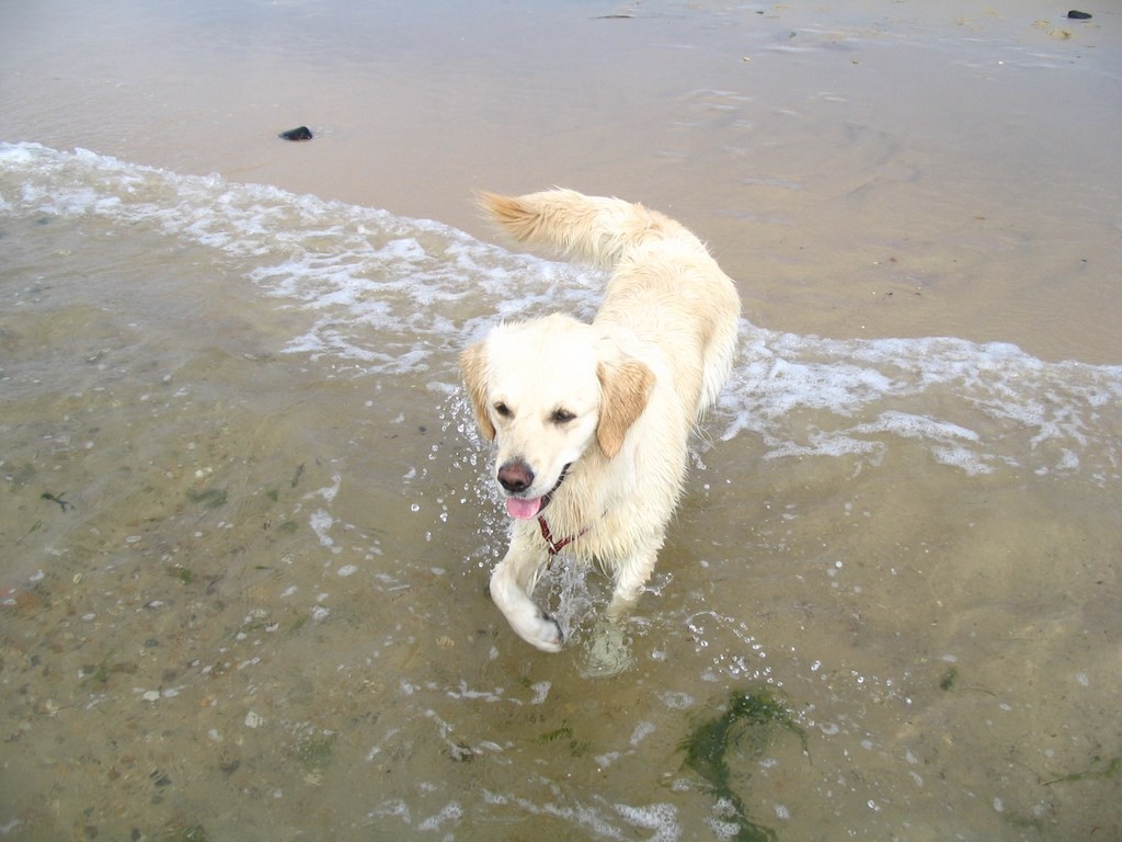 chien qui prend un bain de pieds