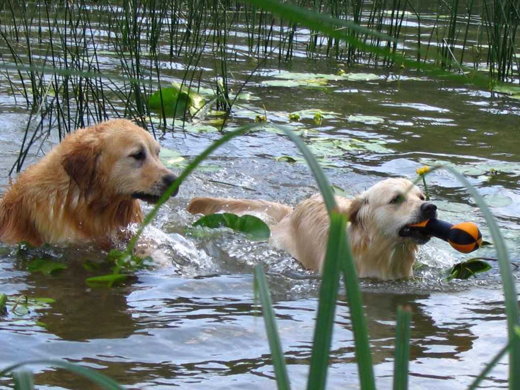 chiens qui se baignent