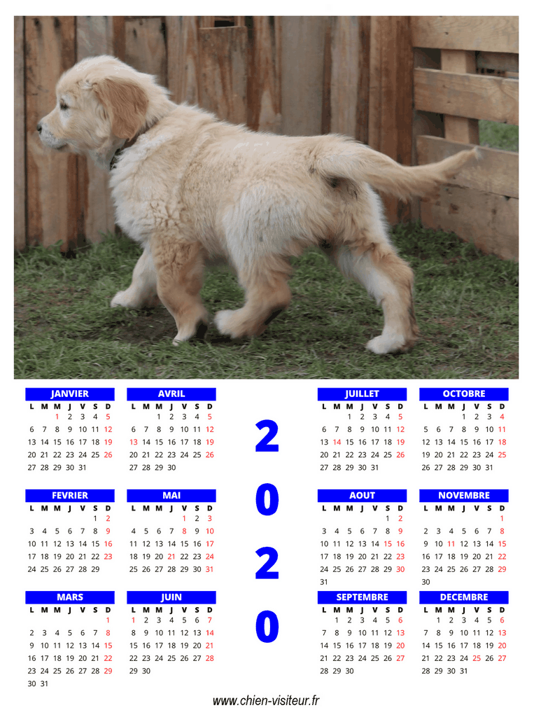 calendrier chien visiteur 2020