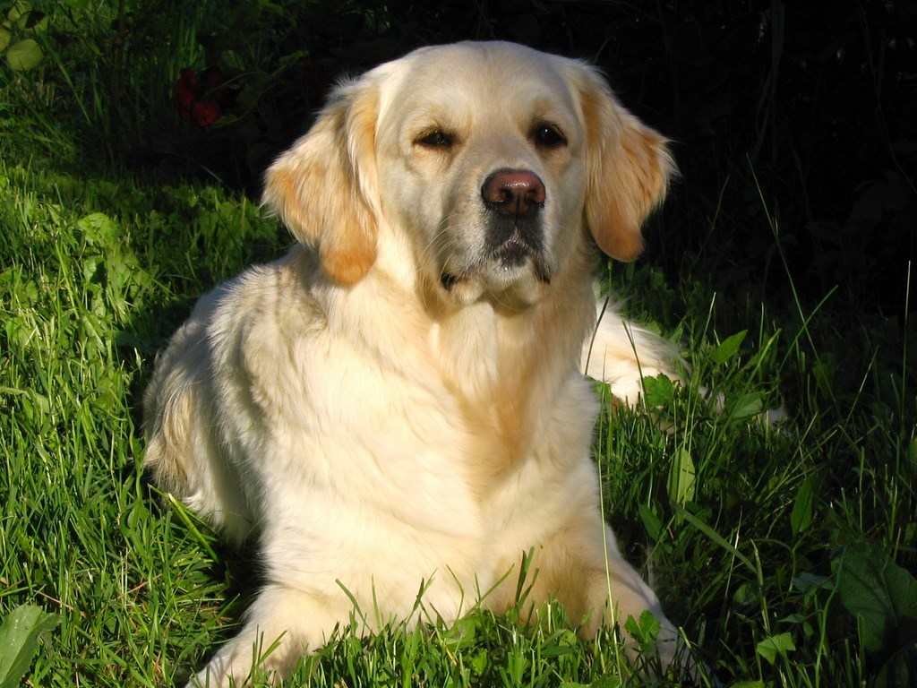 chien visiteur, golden retriever couché dans l'herbe