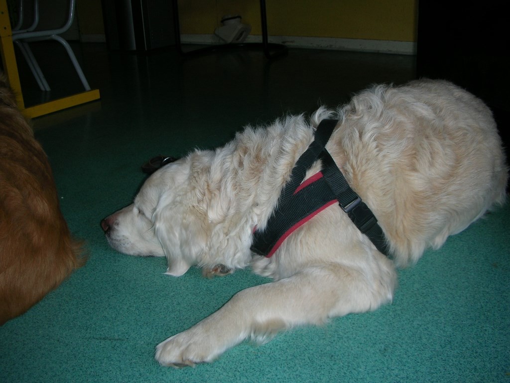 chien visiteur en attente