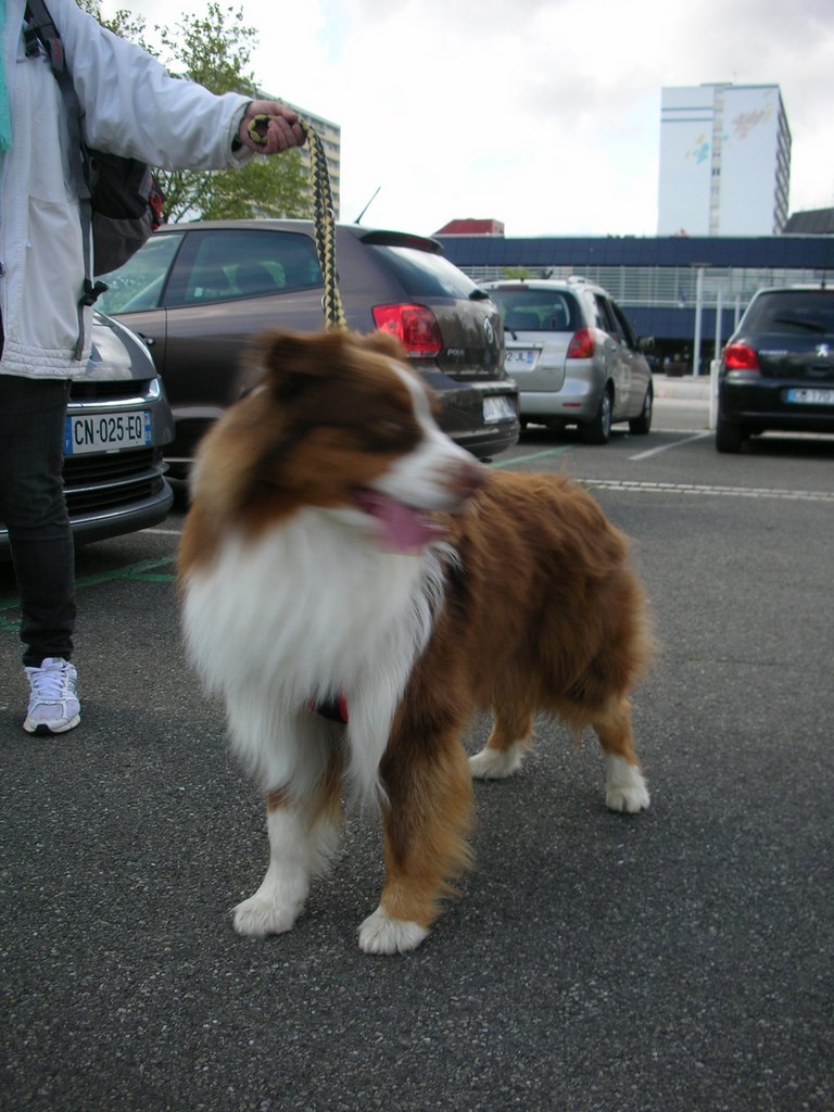 chien visiteur, berger australien, sur un parking