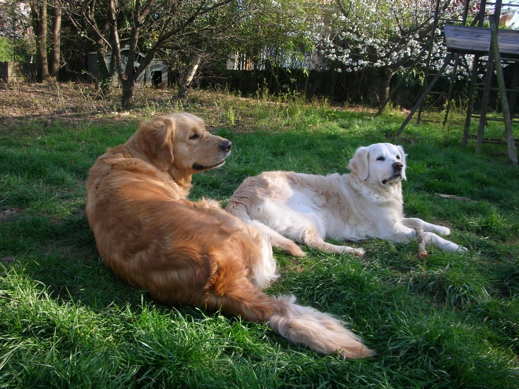 deux golden retriever couchés