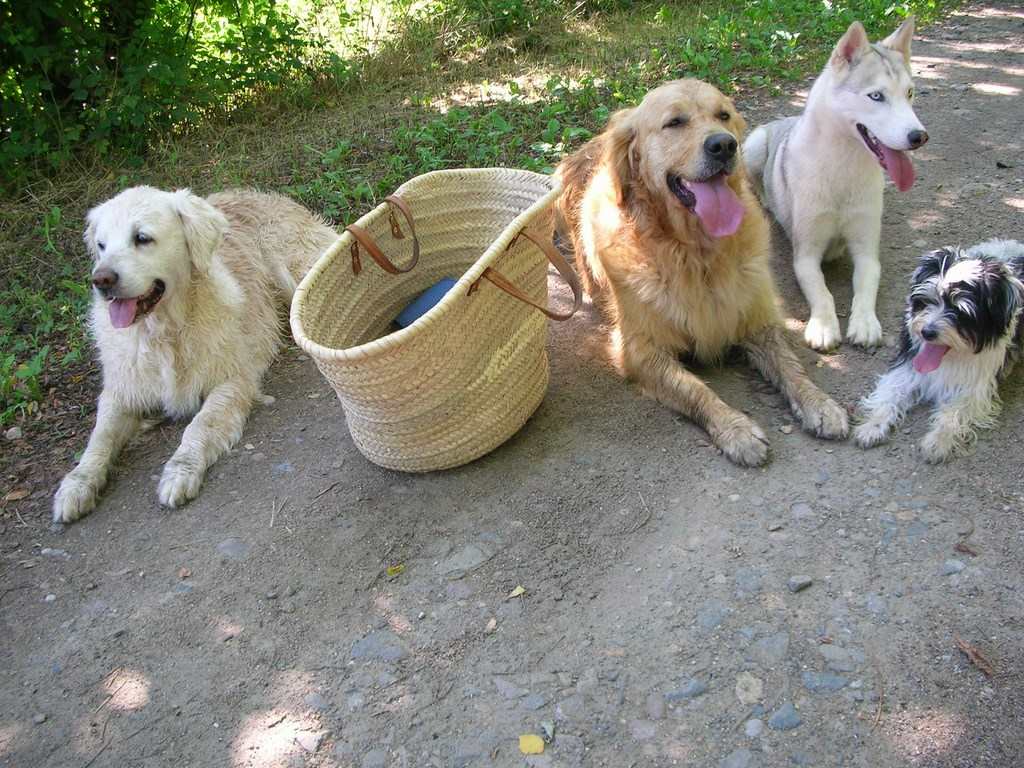 4 chiens visiteurs couchés près d'un panier