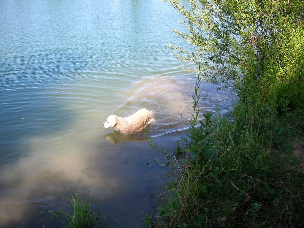chien visiteur, golden retriever dans l'eau de la Saône