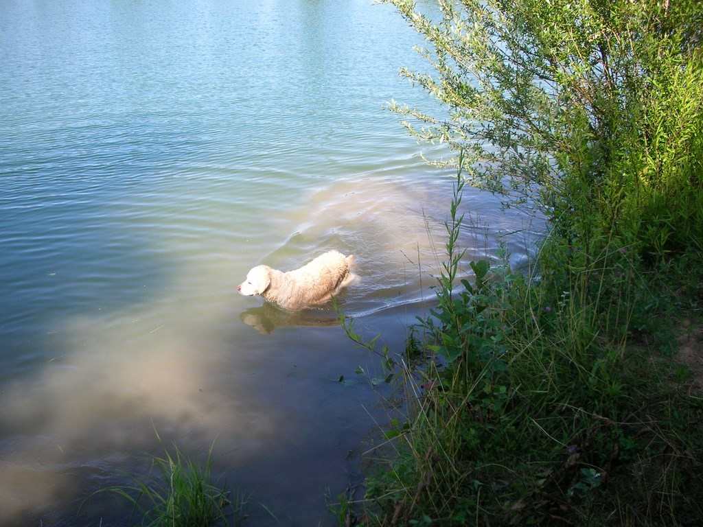 chien visiteur, golden retriever dans l'eau de la Saône