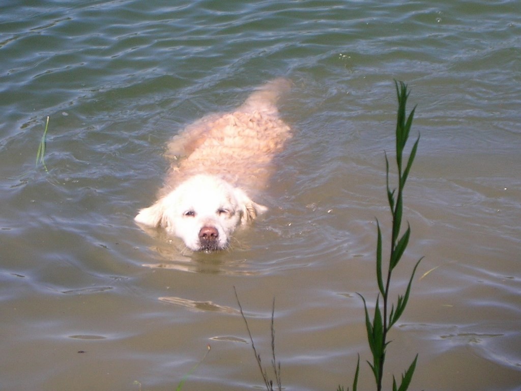 chien visiteur, golden retriever qui nage dans l'eau de la Saône