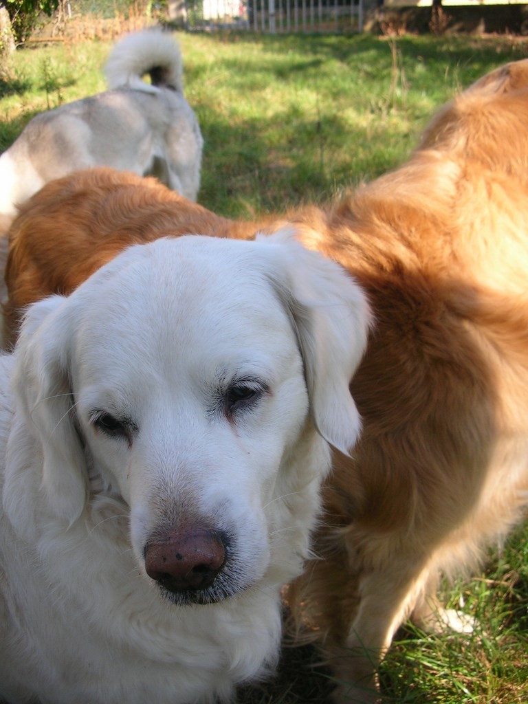 tête de chien visiteur, golden retriever